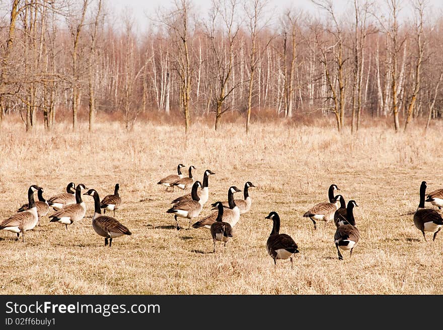 Canadian geese in field in Spring. The focus is on the geese on the left, all sepia tones