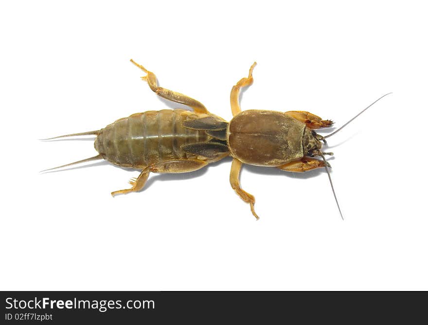 One mole cricket isolated on white background. One mole cricket isolated on white background.