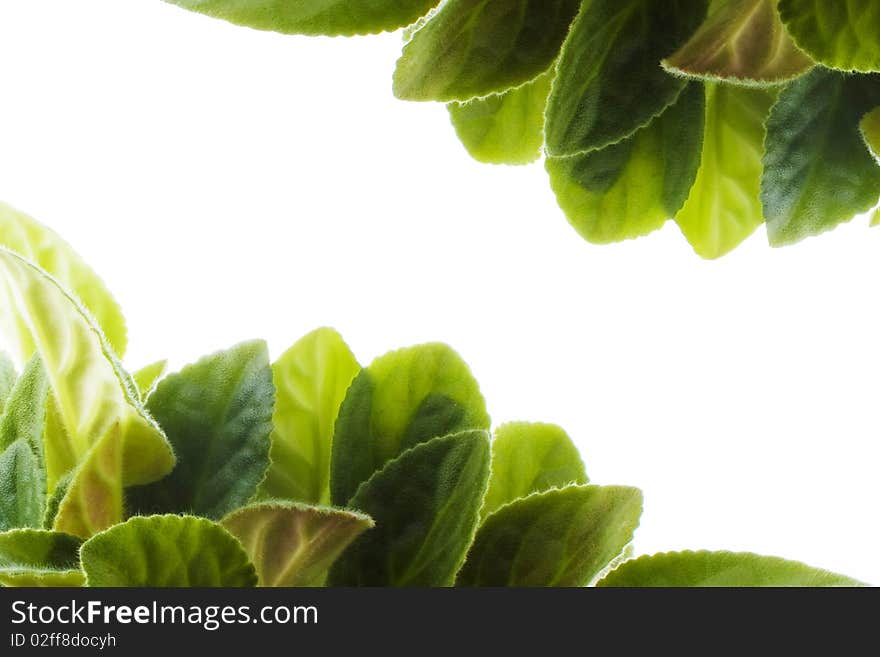 Green young violet leaves background