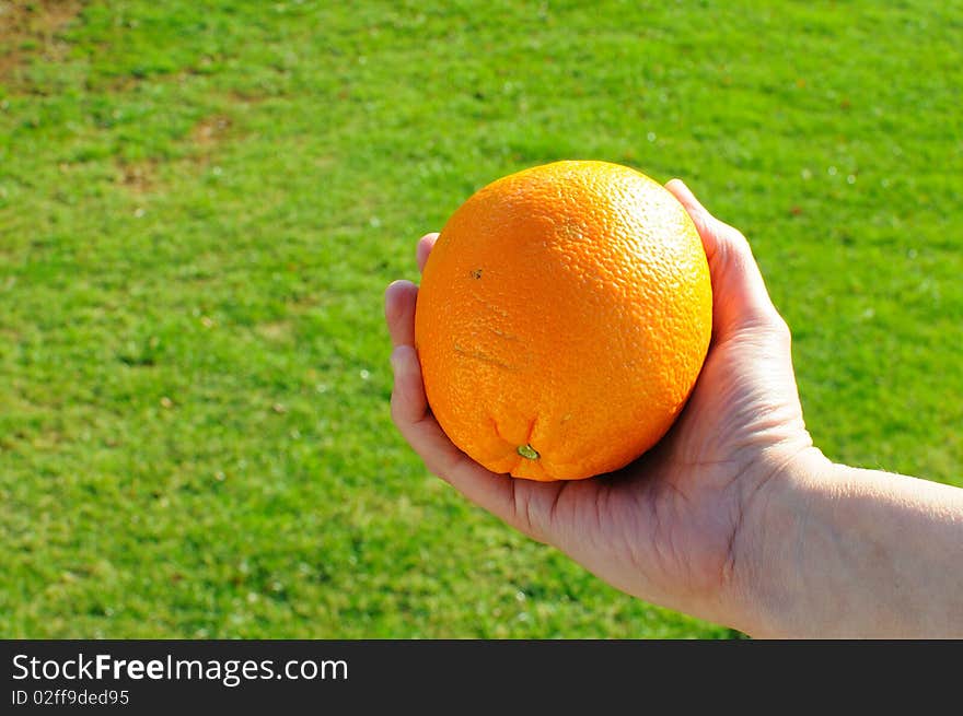 Woman's hand holding an orange. Woman's hand holding an orange.