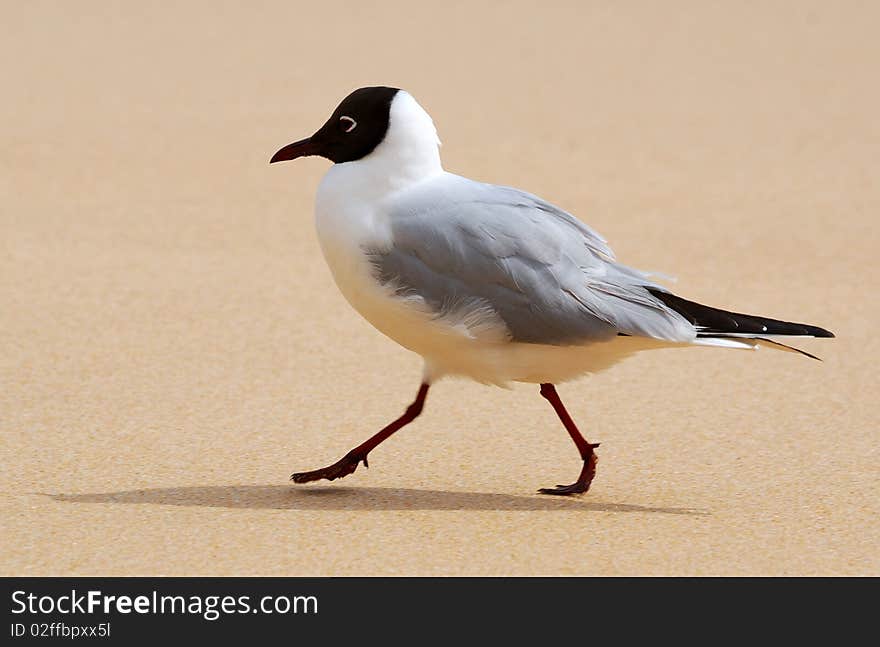 Common gull on a sand beach. Common gull on a sand beach.