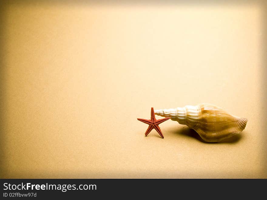 Sea shell and starfish on brown background. Sea shell and starfish on brown background