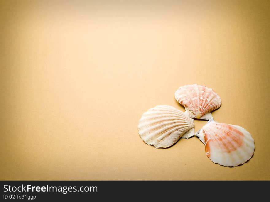 Sea shells on brown background. Sea shells on brown background