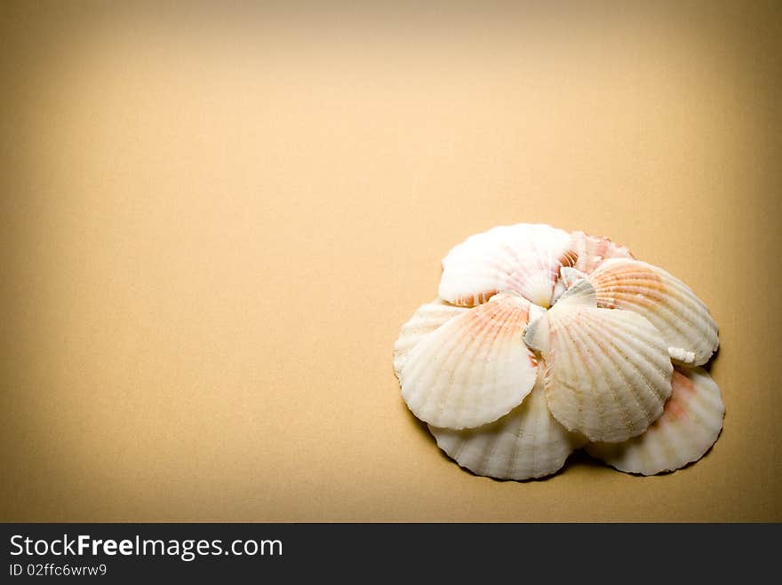 Many Seashells on brown background