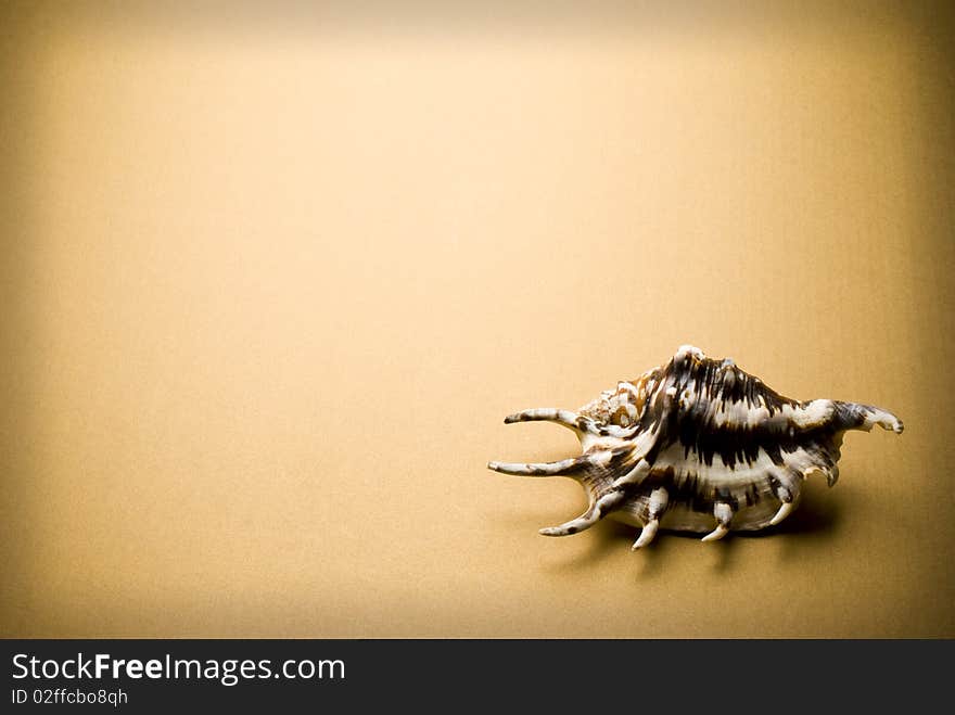 Sea shell on brown background. Sea shell on brown background