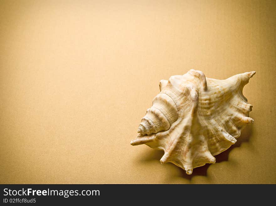 Sea shell on brown background. Sea shell on brown background