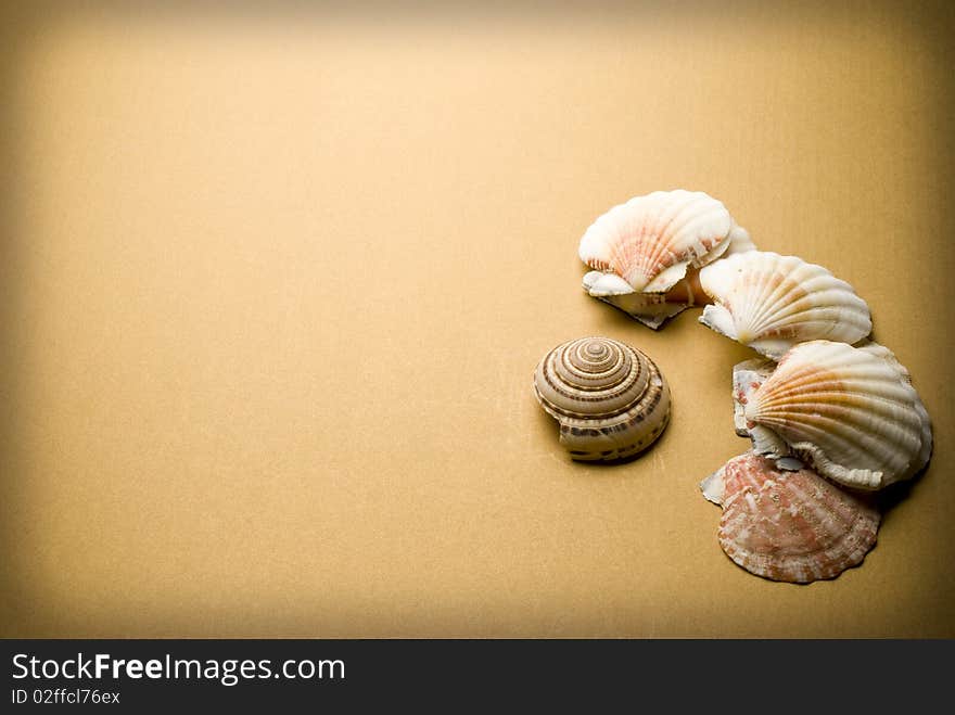 Many Seashells on brown background