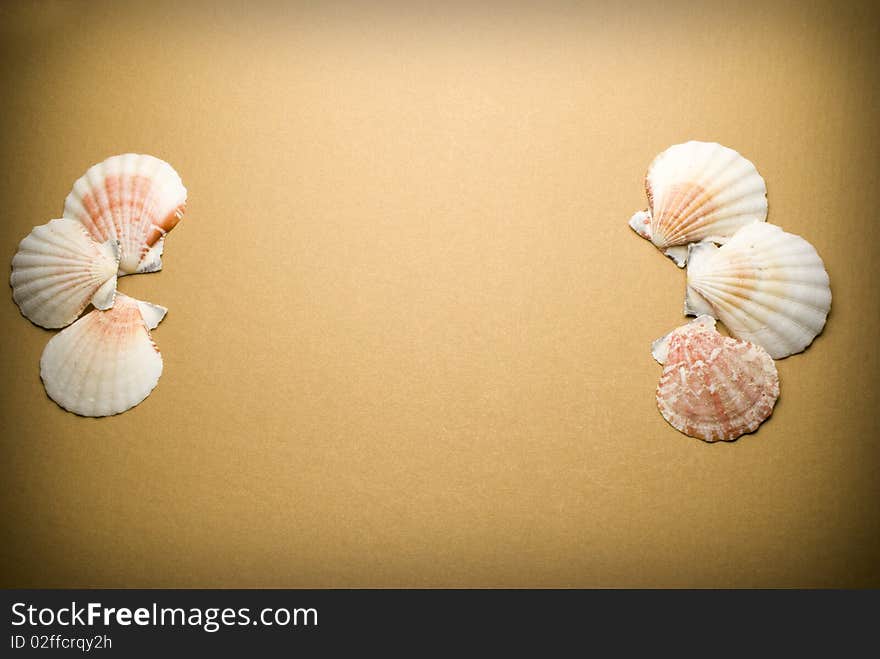 Sea shells on brown background. Sea shells on brown background