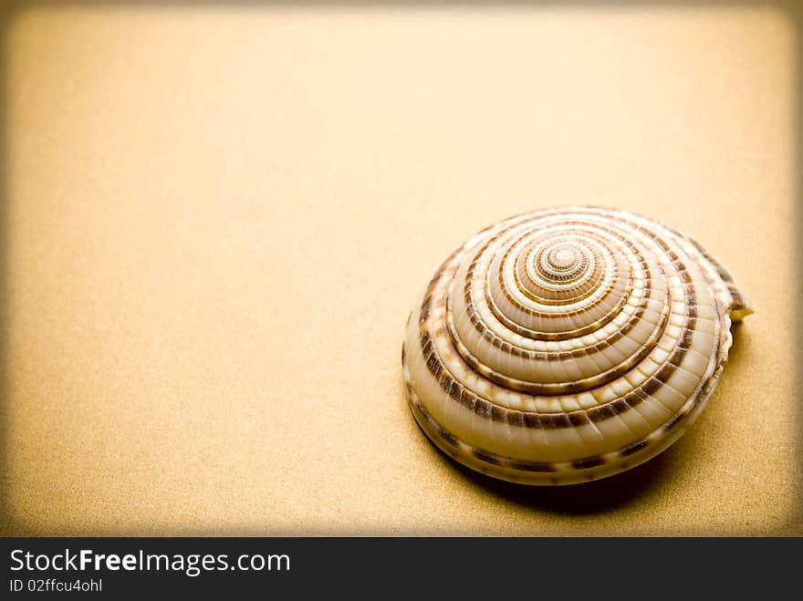 Sea shell on brown background. Sea shell on brown background