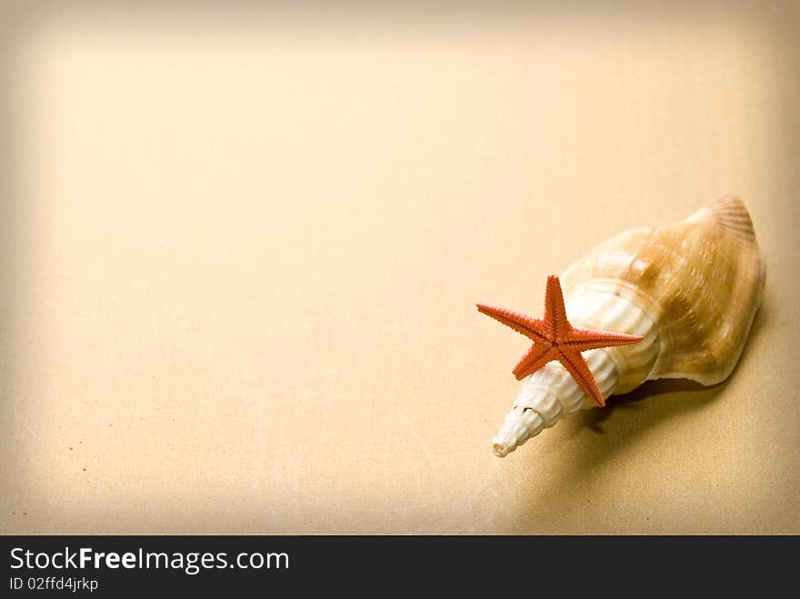 Two seashell on brown background