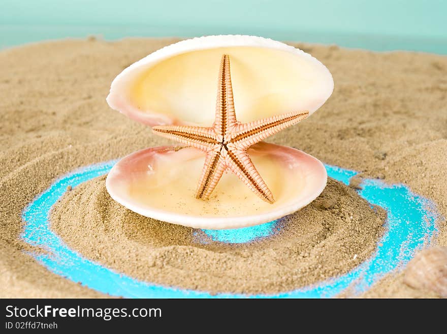 Two seashell on brown sand