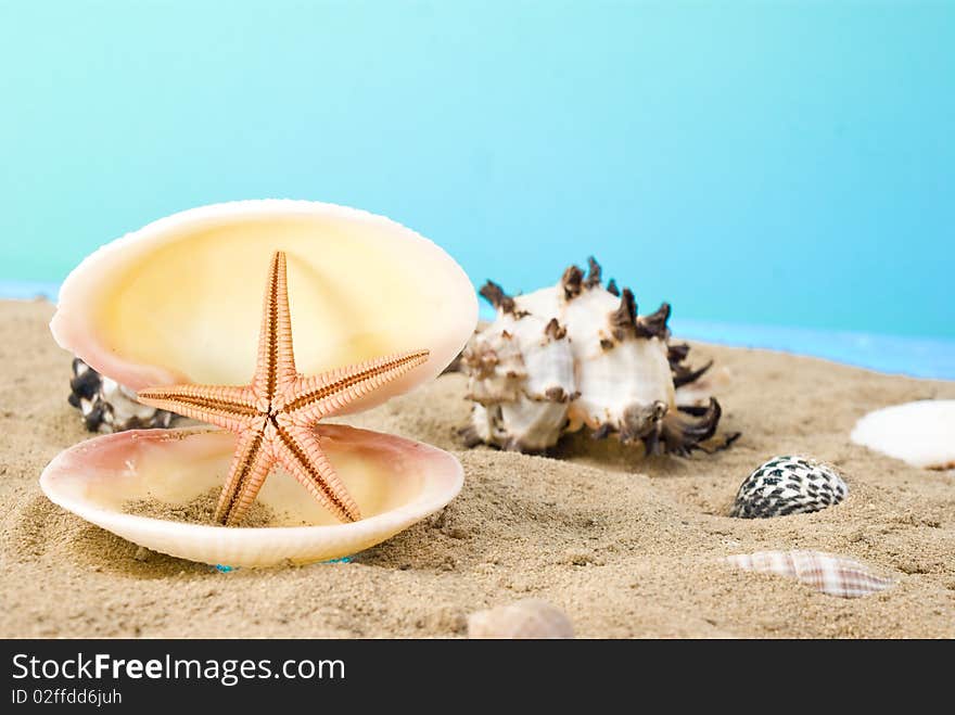 Many seashells on brown sand