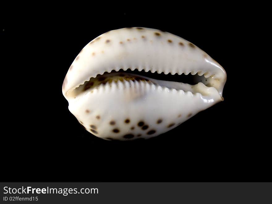 One big seashell on black background