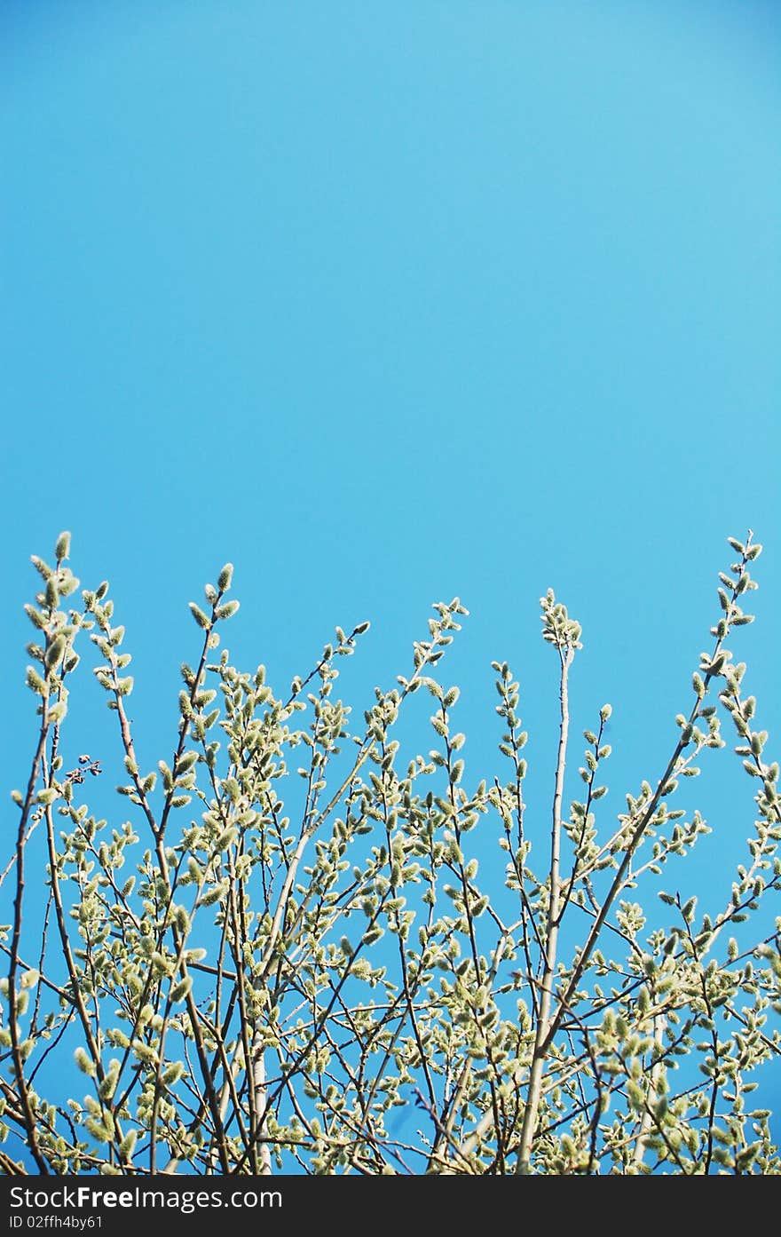 Blooming tree against blue sky. Blooming tree against blue sky