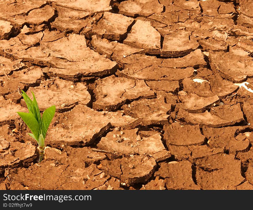 Cracks on the dried up ground with a plant sprout. Cracks on the dried up ground with a plant sprout