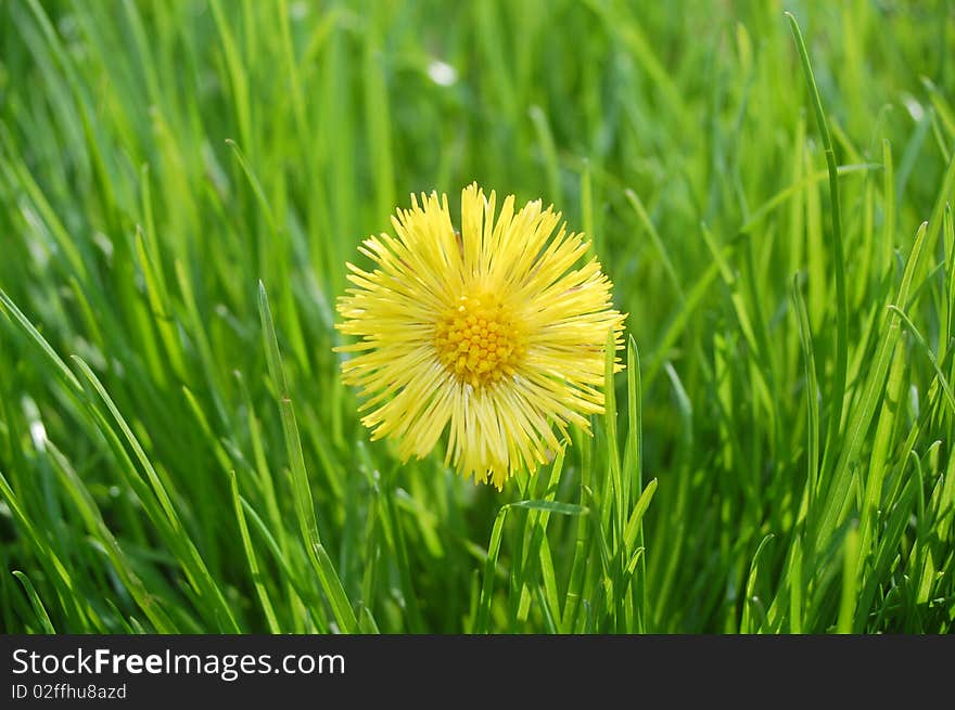 Macro photo of colt's foot flower in grass. Macro photo of colt's foot flower in grass