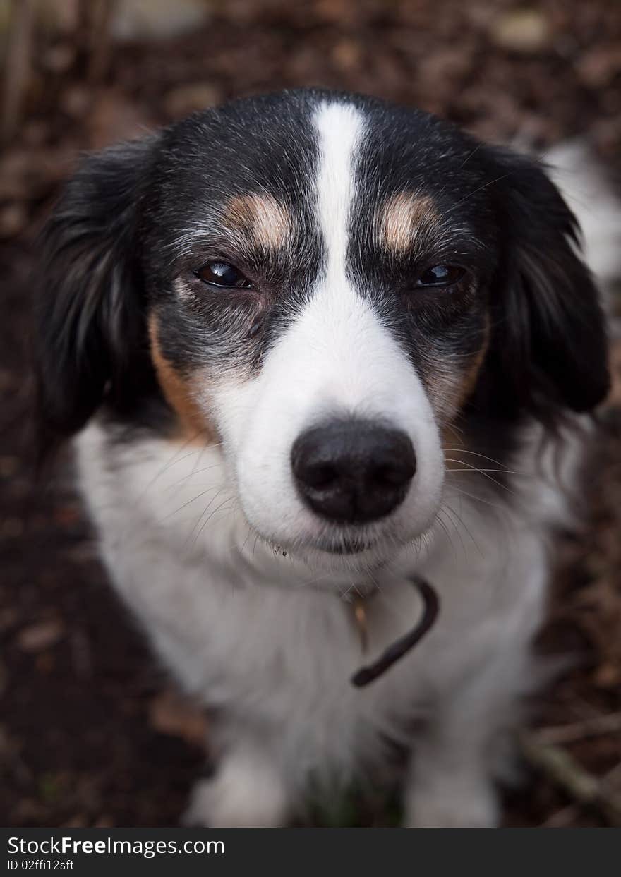 Portrait of Small Dog