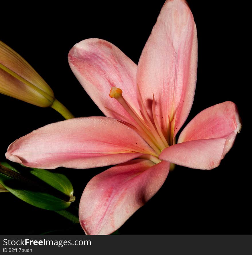 Macrophoto of beutiful red lily on black background.