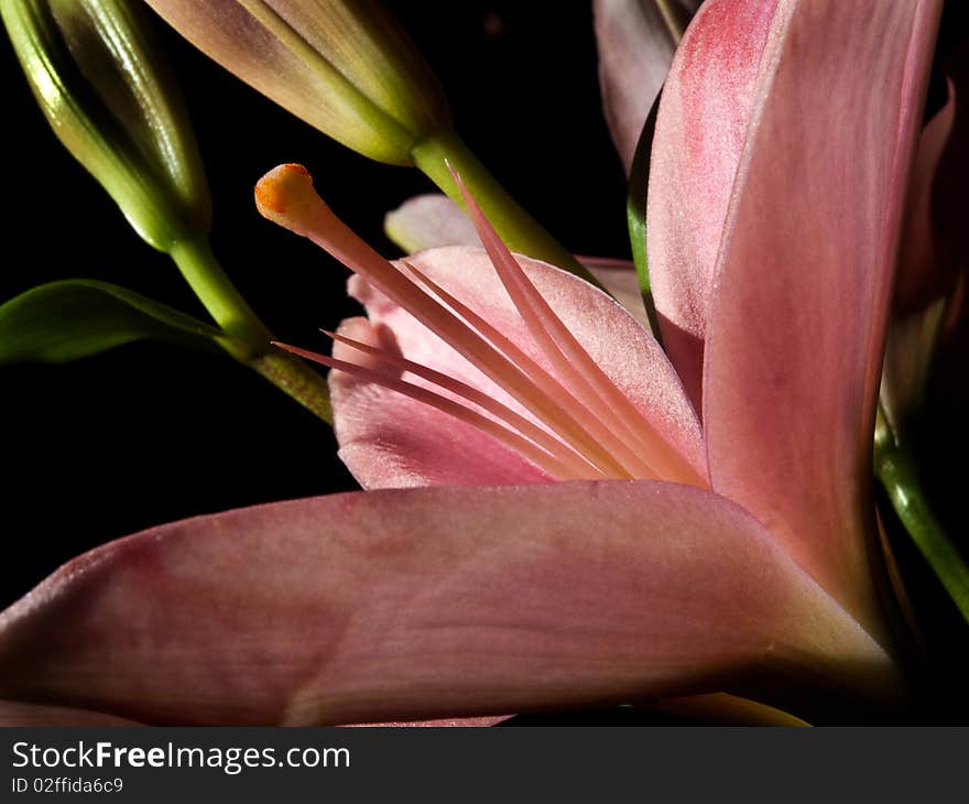 Macrophoto of beutiful red lily on black background.