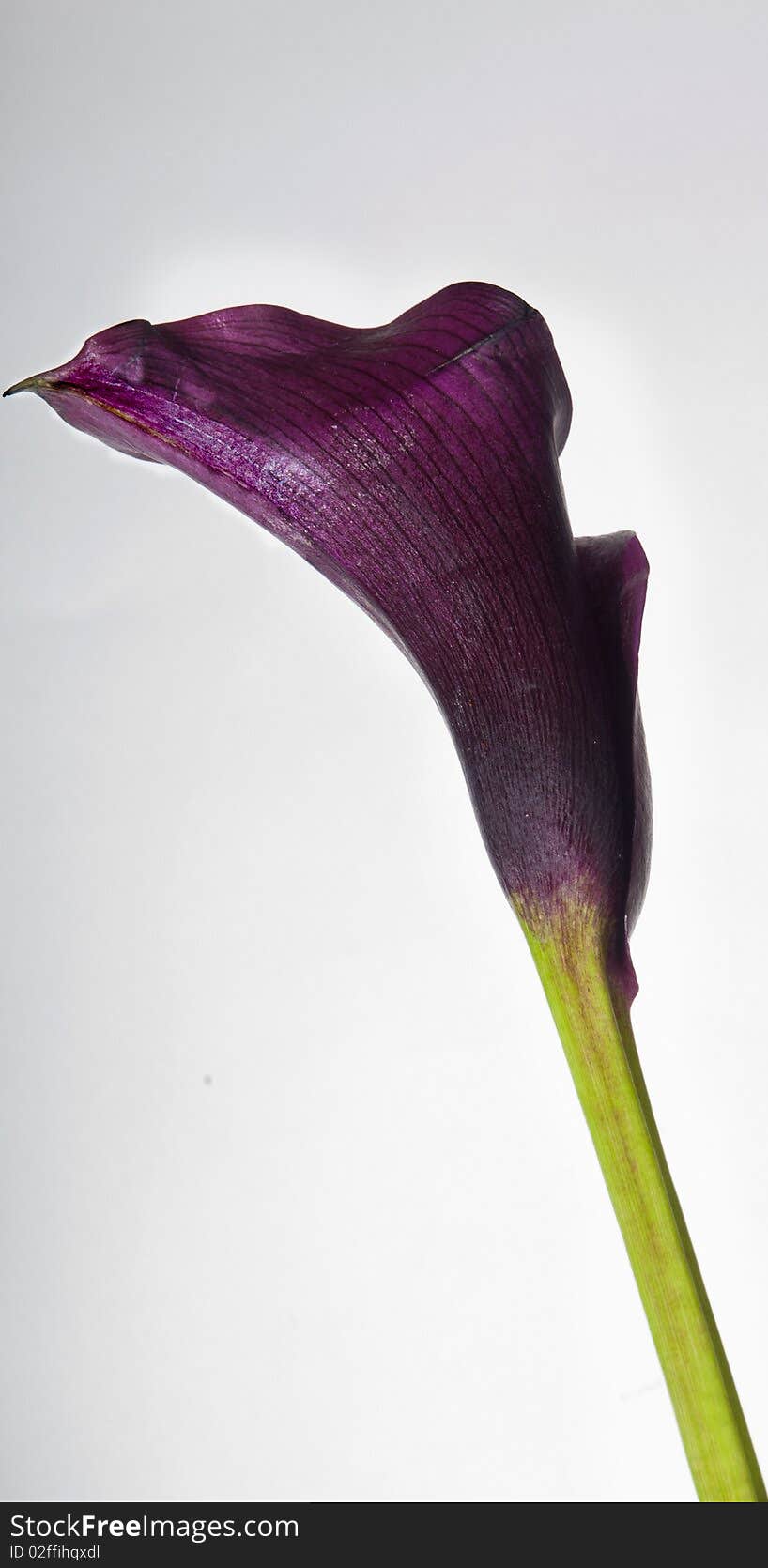 Beutiful blue Calla on white background clean. Beutiful blue Calla on white background clean.