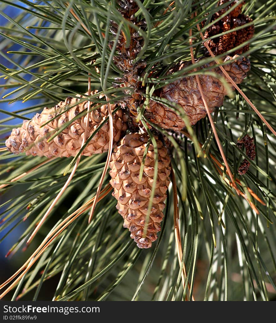 Pine Cone Trio