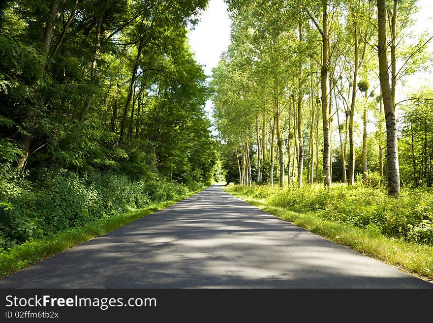 With a natural roof formed by trees. With a natural roof formed by trees