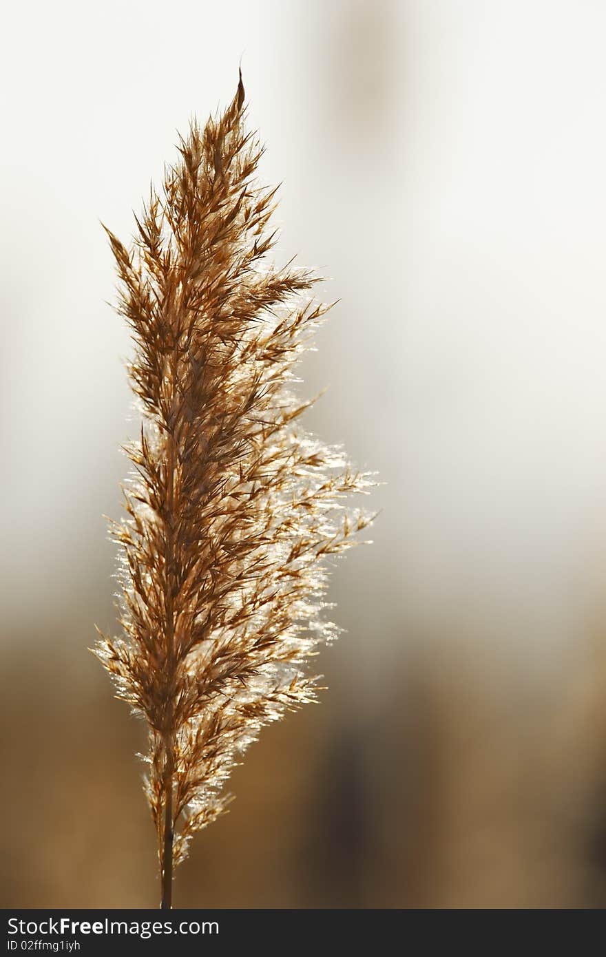 Beautifull photography from the first vegetation plant at the spring time. Warm color from the golden hour of the sun. Very shallow depth of field. Could be used as a background or a wallpaper. Beautifull photography from the first vegetation plant at the spring time. Warm color from the golden hour of the sun. Very shallow depth of field. Could be used as a background or a wallpaper.