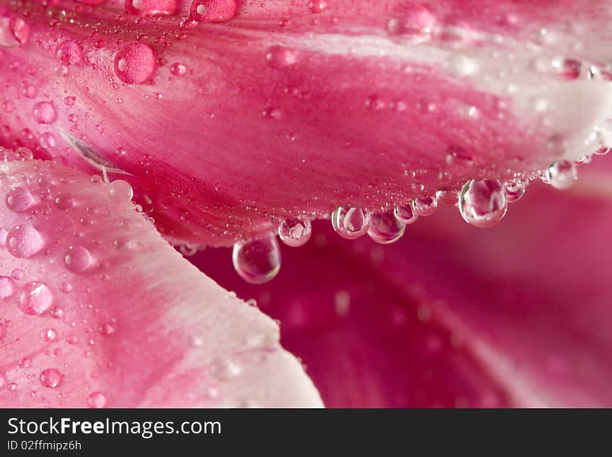 Beautful macro shot of tulip with dew and focus on water drops. Beautful macro shot of tulip with dew and focus on water drops