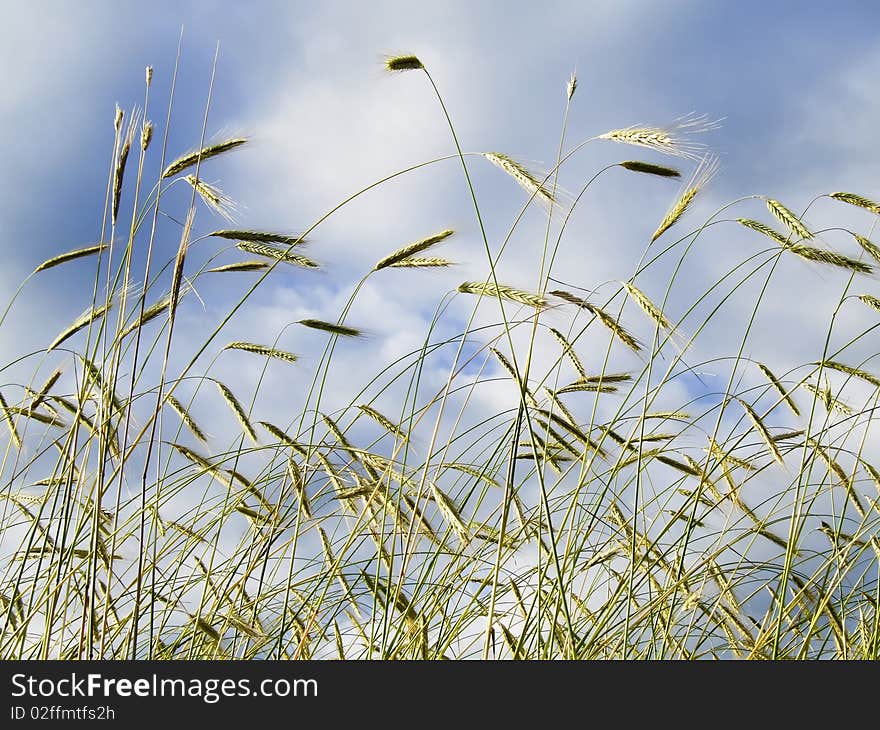 Corn field