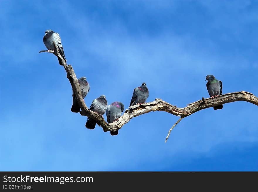 Rock Doves on Dead Tree Limb