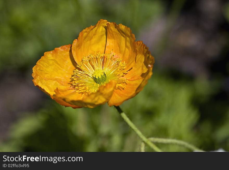 Single orange poppy with green background in morning light. Single orange poppy with green background in morning light