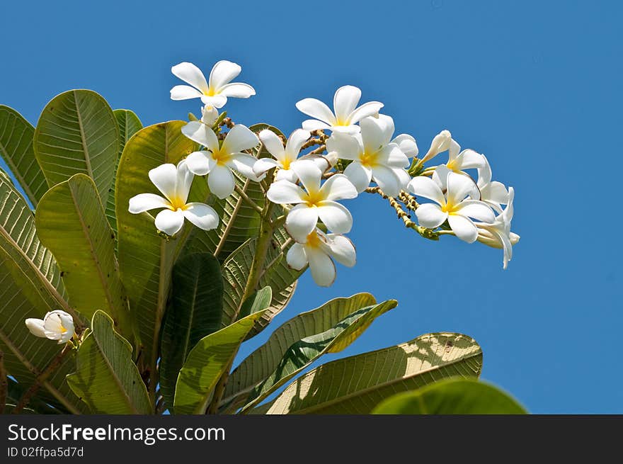 White and yellow flowers on green plant