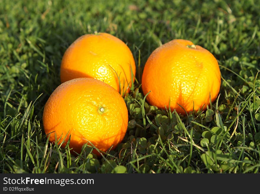 Three  oranges in grass