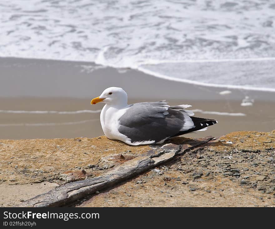 Seagull on the beach in San Francisco