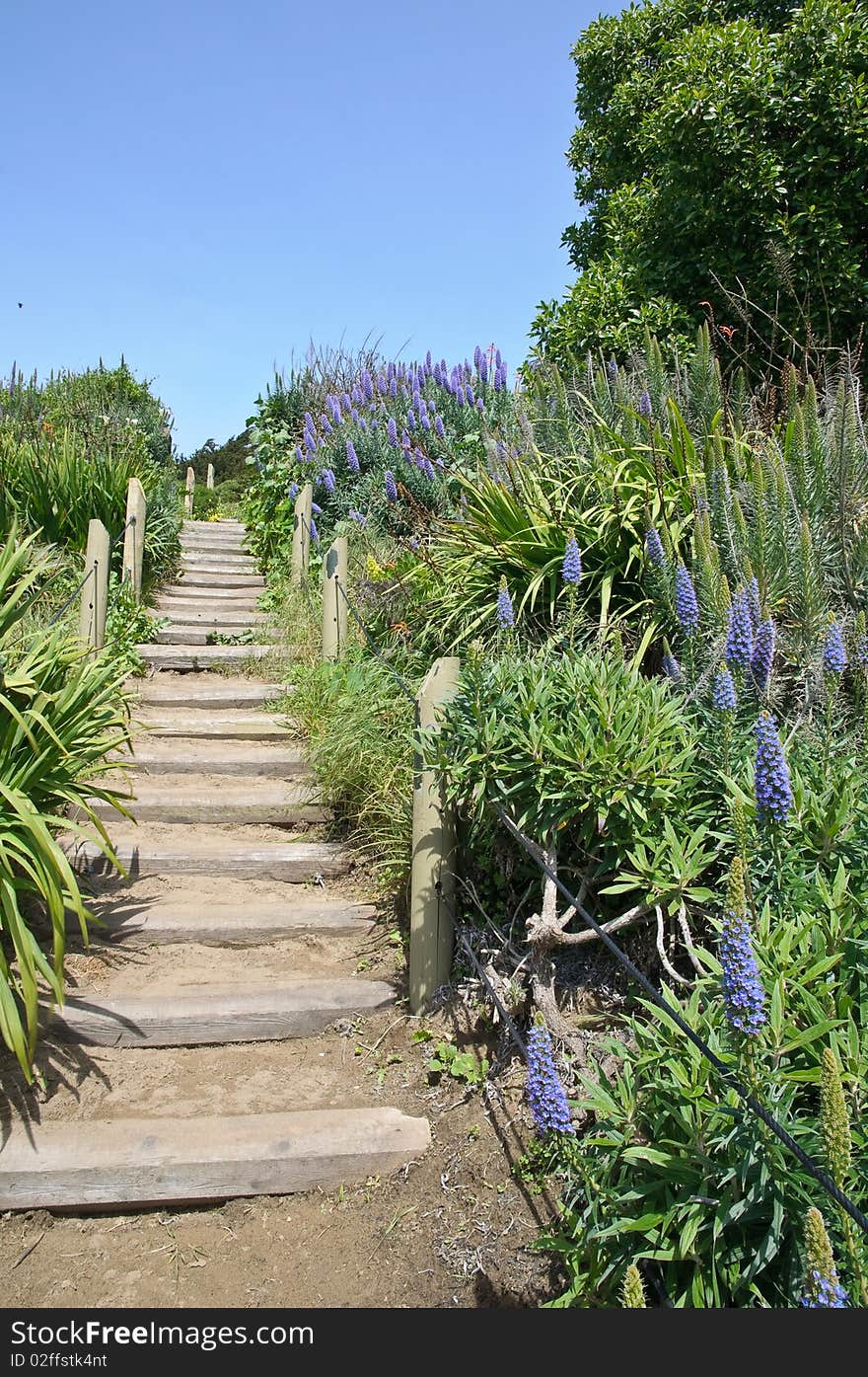 Empty footpath with steps - perspective on blooming slope in San Francisco