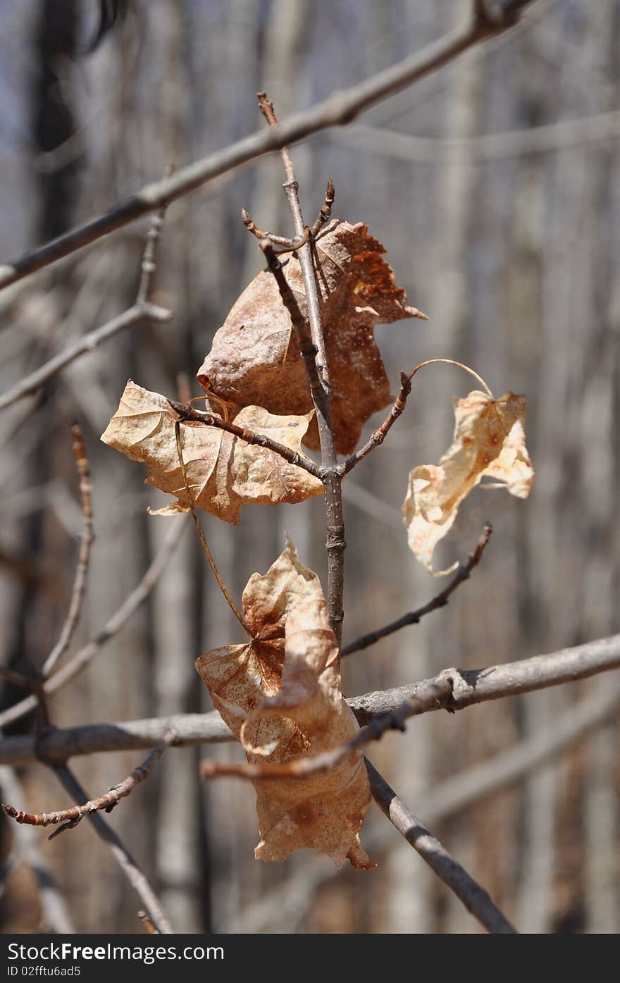 Dry Leaves on Branch