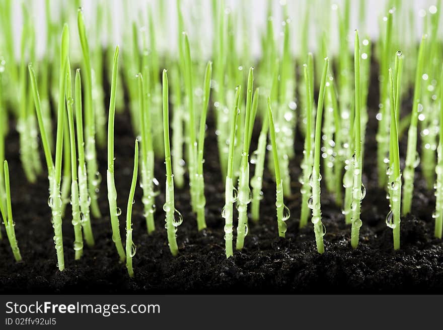 Grass and water drops