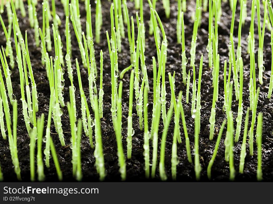 Grass and water drops