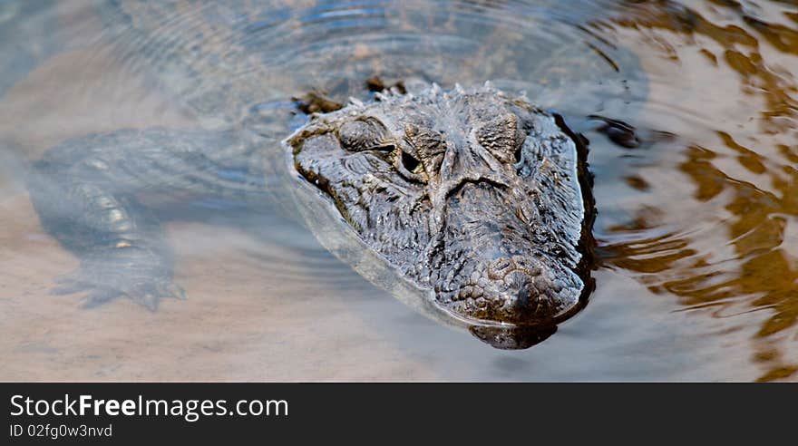 A wild Caiman (Alligator) partially submerged in clear water - Iguazu