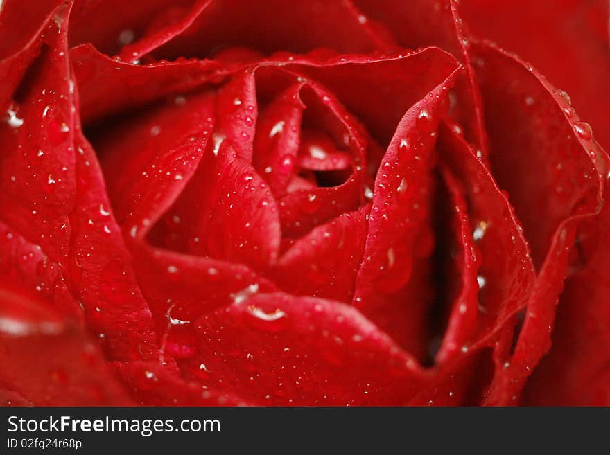 A close up of a wet red rose. A close up of a wet red rose