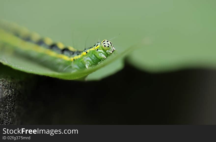 A cute caterpillar on leaf.