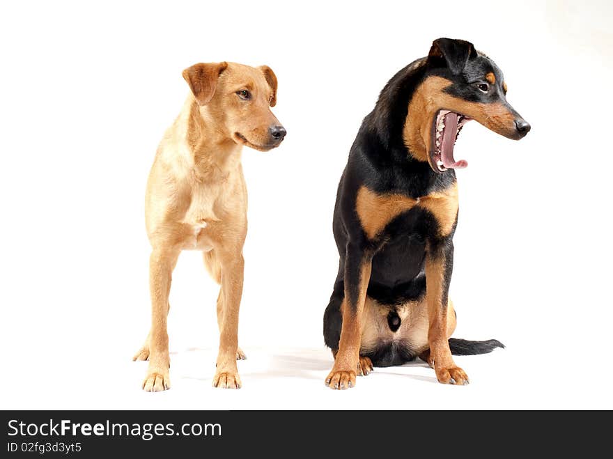 Portrait of rottweiler and and pinscher dog together isolated. Portrait of rottweiler and and pinscher dog together isolated