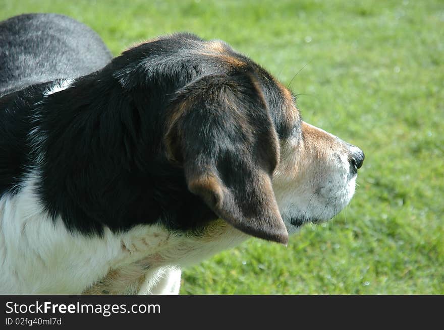 An interested Coonhound mix turns with ears perked in curiosity. An interested Coonhound mix turns with ears perked in curiosity.