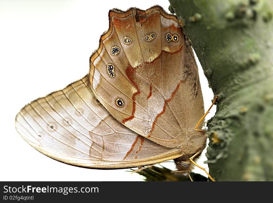 A beautiful butterfly on trunk.