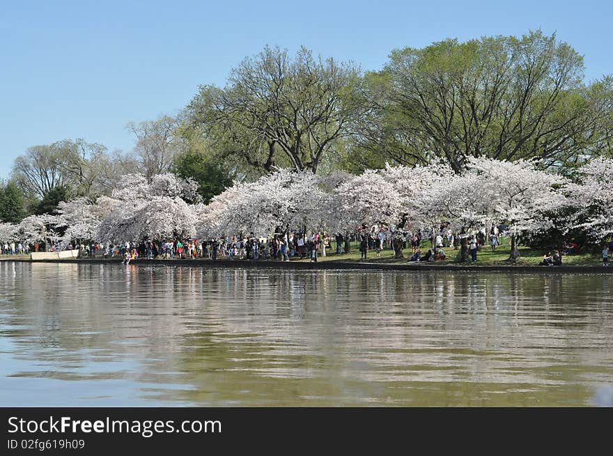 Cherry Blossom