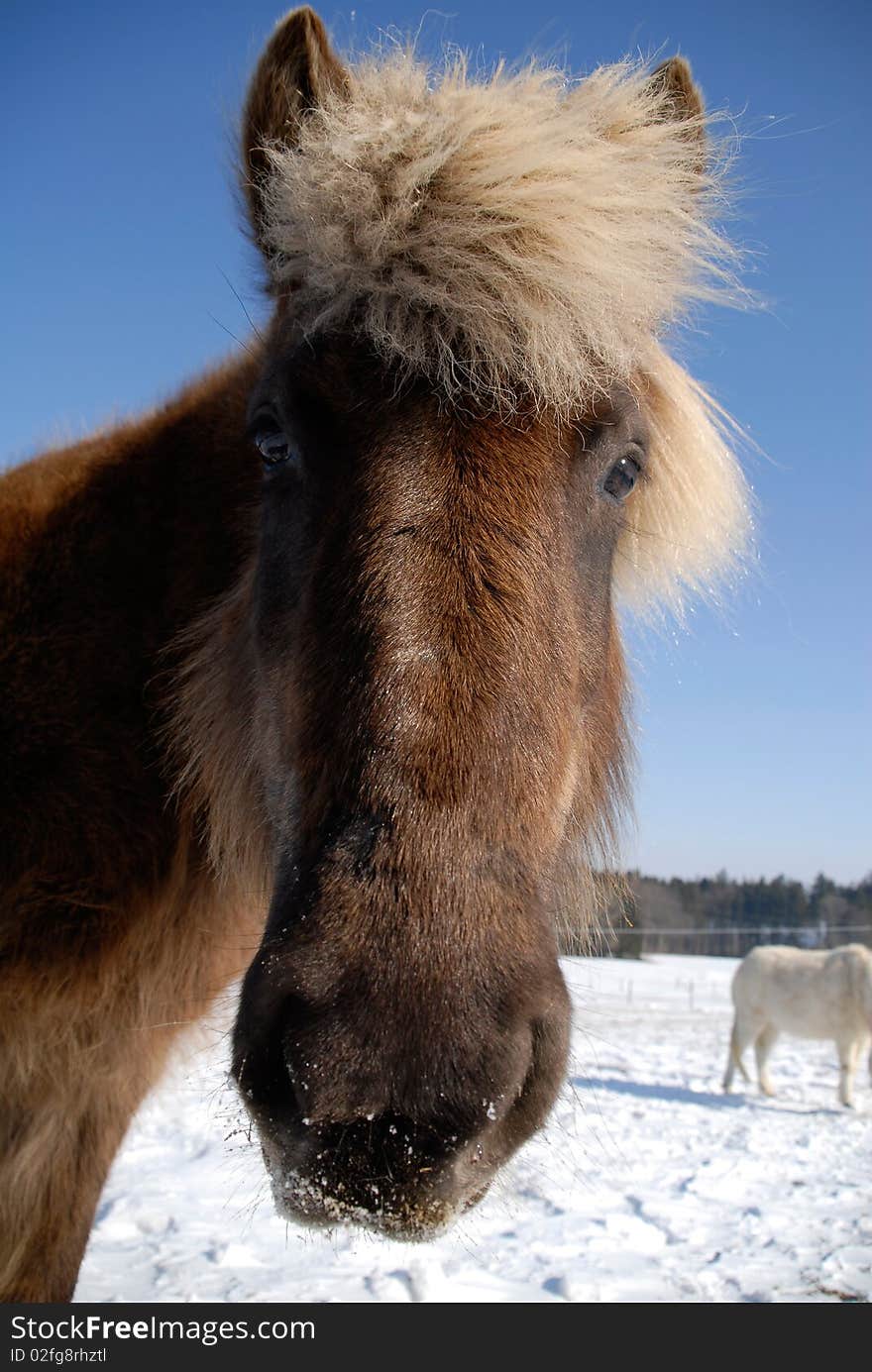 Icelandic Horse