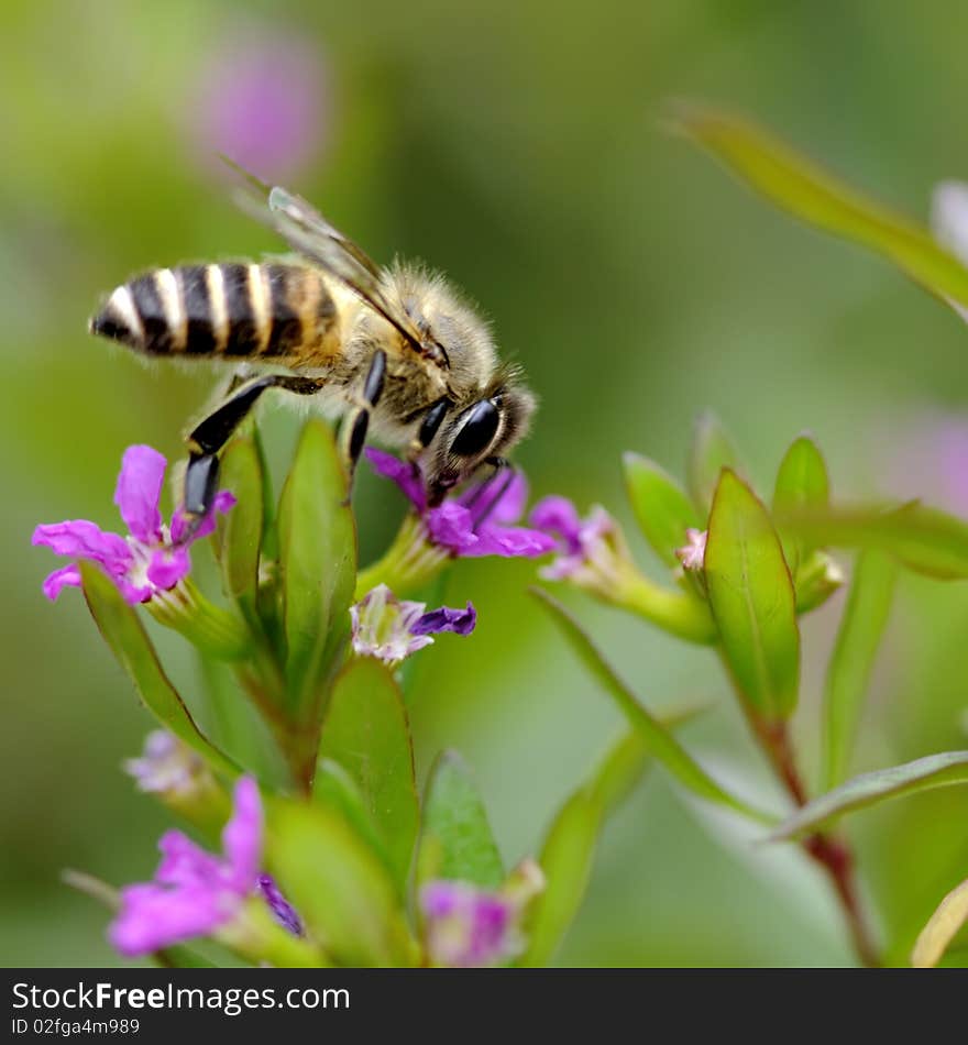 Bee on flower