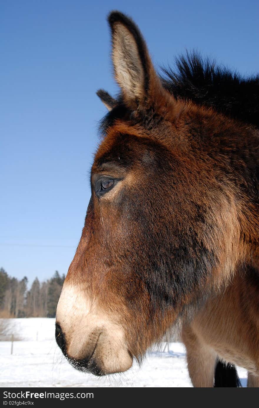 Icelandic horse