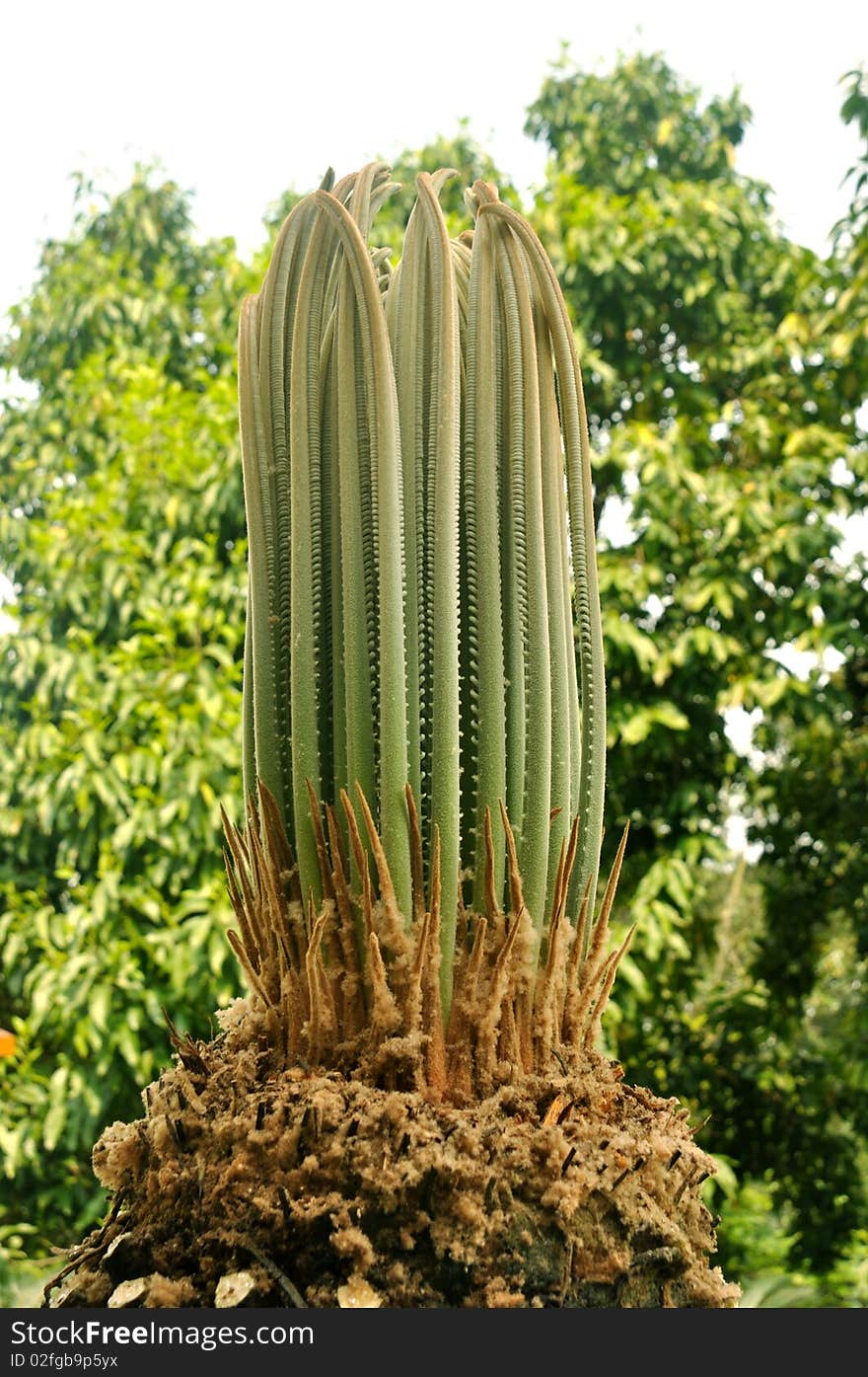 Tender Shoot Of Cycadaceae