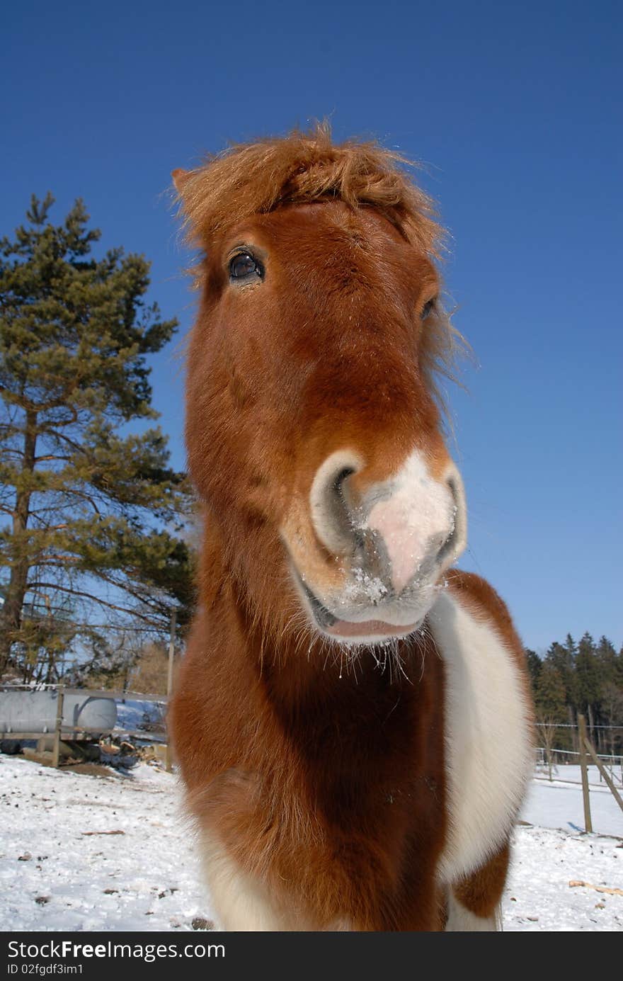 Icelandic Horse